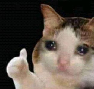 눈물을 흘리며 따봉을 드는 고양이